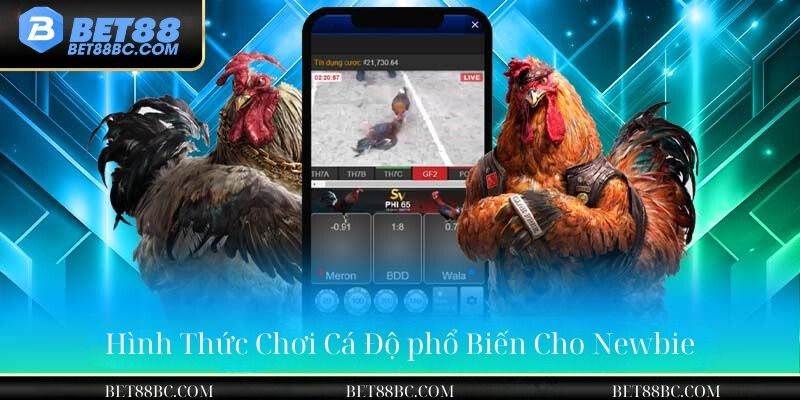 hình thức chơi cá độ phổ biến cho newbie